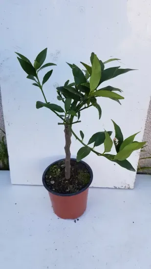 Kumquattier rond 'Meiwa' (Citrus fortunella) — jeune agrume sur tige en pot plastique · Pot 1.5L Tige