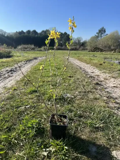 Forsythia 'Lynwood' — Godet 9cm