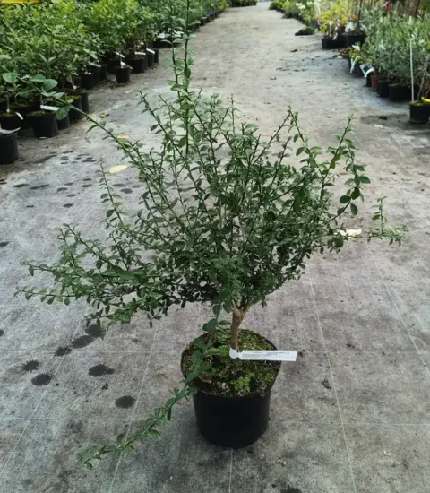 Citronnier caviar 'Rose' — Pot 5L Tige