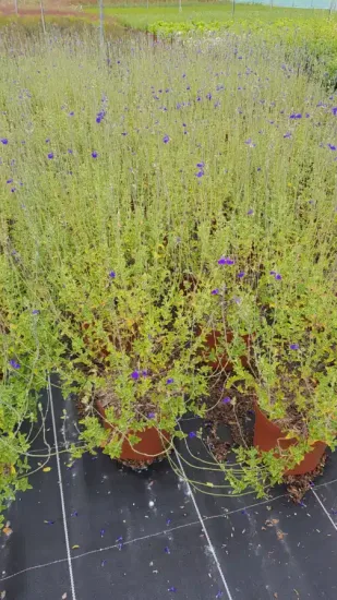 Sauge 'Chamaedryoides' (Salvia) — plusieurs plants fleuris en pots sur bâche noire · Pot 3L