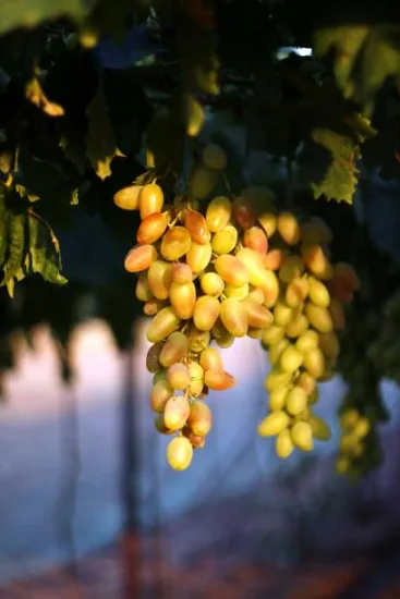 Vigne 'De table dattier de beyrouth'