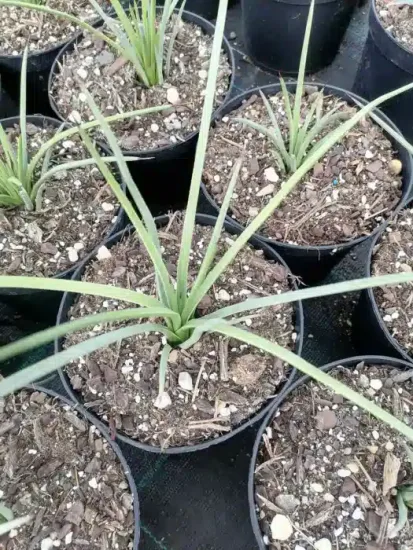 Agave à feuilles striées 'Rubra' (Agave striata) — jeunes plants étroits en rosettes dans godets · Pot 2.5L