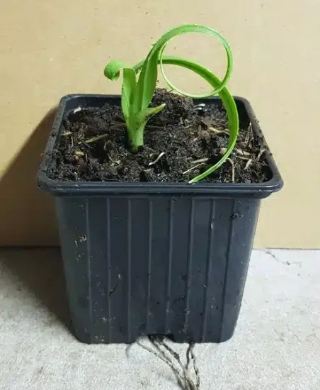 Ail triquètre ' ' — Godet