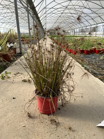 Papyrus 'Cleopatra' — Pot 4L