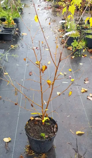 Mûrier blanc (Morus alba) — jeune arbuste caduc en pot de pépinière · Pot 3L Touffe