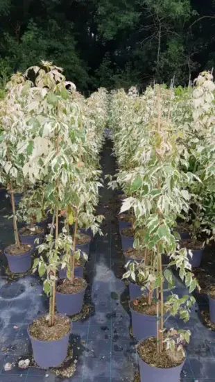 Érable à feuilles de frêne panaché 'Flamingo' (Acer negundo) — alignement d’arbustes panachés en pots de pépinière · Pot 8L Touffe