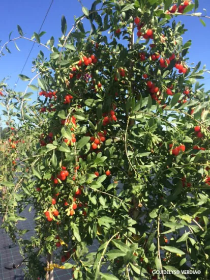 Goji