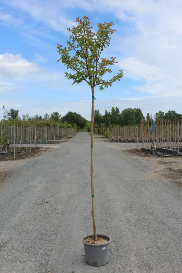 Lilas des indes 'Yang tse' — Pot 15L Tige 5/6