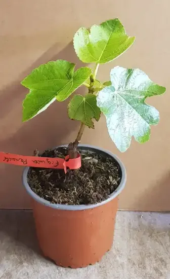 Figuier panaché — Pot 2.5L Touffe