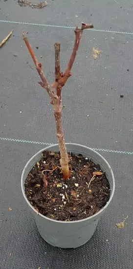 Sorbier hybride 'Granatnaja' (Sorbus × crataegosorbus) — jeune tige ligneuse dans pot de pépinière · Godet