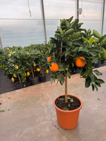 Oranger — Pot 20L Tige