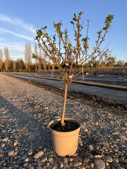 Amandier 'Garden prince' — Pot 10L Tige