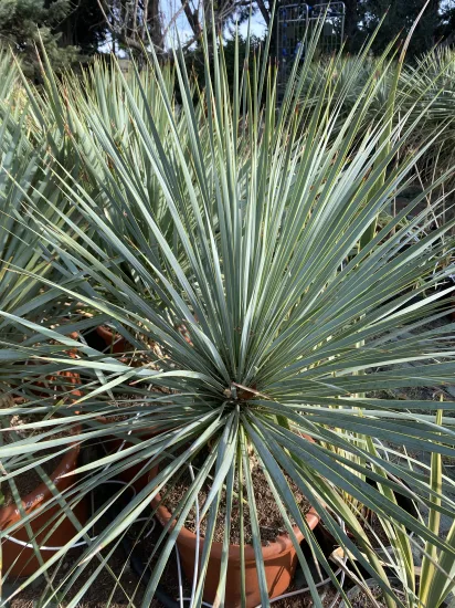 Yucca Rostrata — Pot 25L