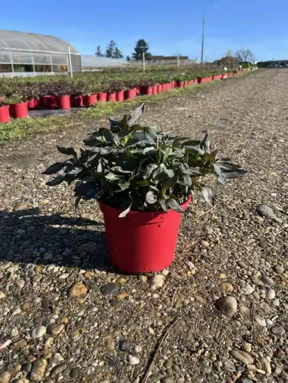 Alstrœmères 'Indian summer®' — Pot 4L