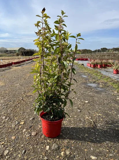 Laurier-tin 'Giganteum' (Viburnum tinus) — jeune arbuste dressé en pot rouge sur graviers · Pot 4L
