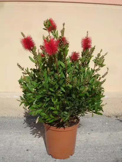 Rince-bouteille (Callistemon laevis) — arbuste dense en pot avec épis rouges · Pot 10L