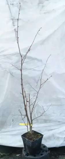 Noisetier 'Geante des halles' (Corylus avellana) — jeune arbuste à branches nues attaché en bas · Pot 2.5L
