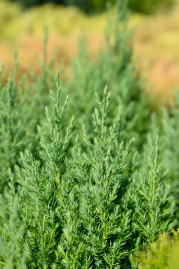 Genévrier de Chine Stricta, Genévrier de Chine colonnaire