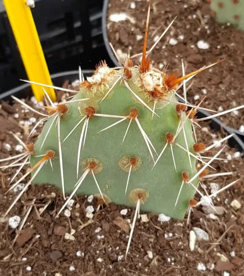 Opuntia  polyacantha