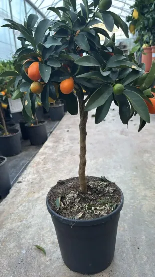 Kumquat — Pot 5L Tige