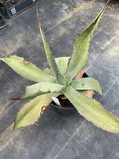 Agave maximiliana — Pot 2L