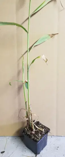Gingembre ornemental 'Blanc'