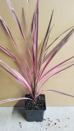 Cordyline australe 'Southern splendour' (Cordyline australis) — jeune plante graphique aux longues feuilles rose et vert · Godet