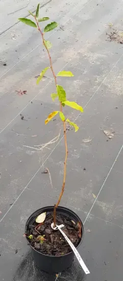 Chalef d'automne (Eleagnus umbellata) — jeune plant élancé aux feuilles clairsemées en pot · Pot 2.5L