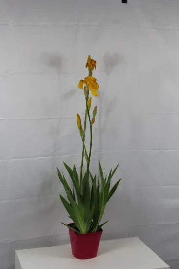 Iris d'allemagne 'Ola kala jaune' — Pot 2,5L