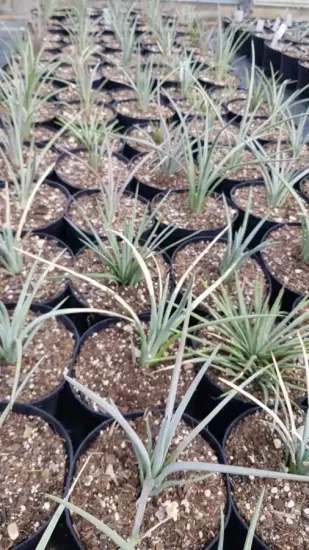 Agave à feuilles striées 'Blue dwarf' (Agave striata) — jeunes plants graphiques alignés en pots de pépinière · Pot 2.5L