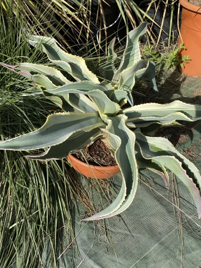 Agave 'Curls' — Pot 10L