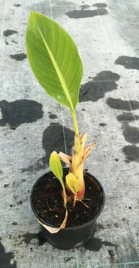 Bananier lotus d'or — Pot 2.5L