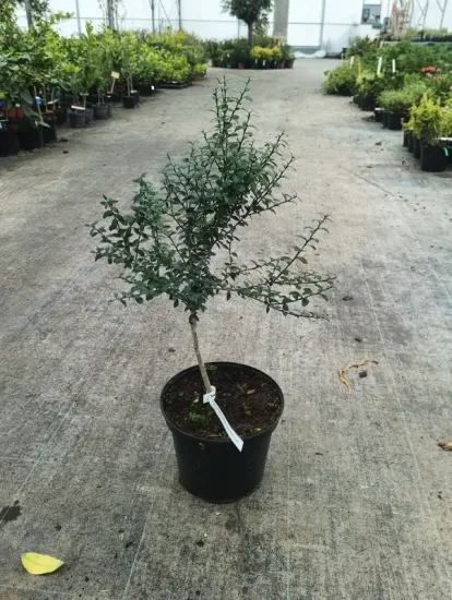 Citronnier caviar 'Yellow sunshine' (Citrus australasica) — jeune arbuste dressé en pot noir sur allée bétonnée · Pot 5L Touffe