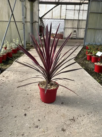 Cordyline 'Paso Doble' — Pot 4L