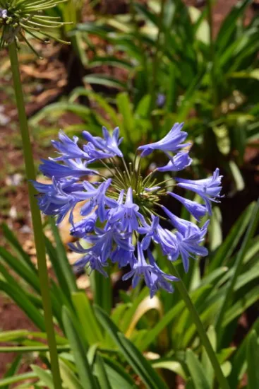 Agapanthe africaine bleue 'Peter Pan'