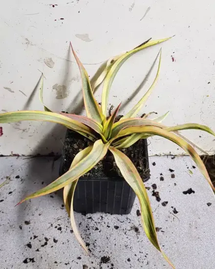 Yucca 'Citrus twist' — jeune plant rubané bicolore en pot noir · Godet
