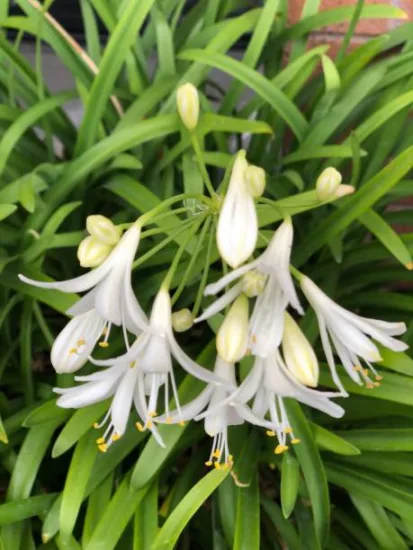 Agapanthe hybride 'Kilmurry blanche'