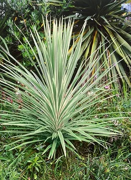 Cordyline 'Pink champagne' (Cordyline australis)