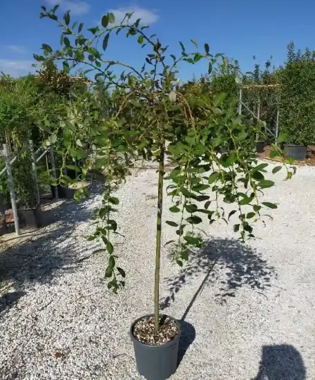 Saule pleureur 'Aurea' (Salix babylonica) — petit arbre à feuillage retombant en pot · Pot 15L Tige 6/8