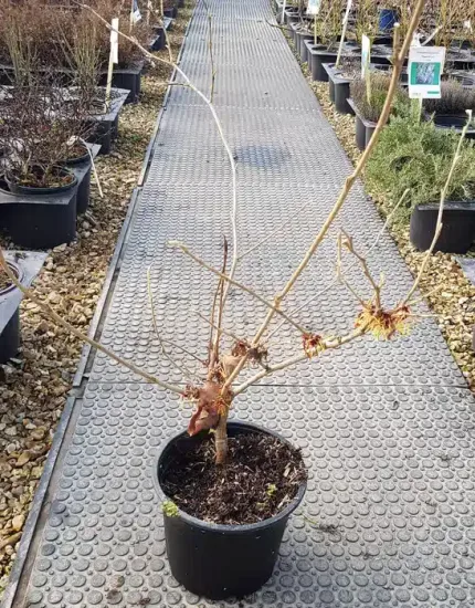 Hamamélis de chine 'Pallida' (Hamamelis mollis) — arbuste nu en pot noir sur allée de pépinière · Pot 3L