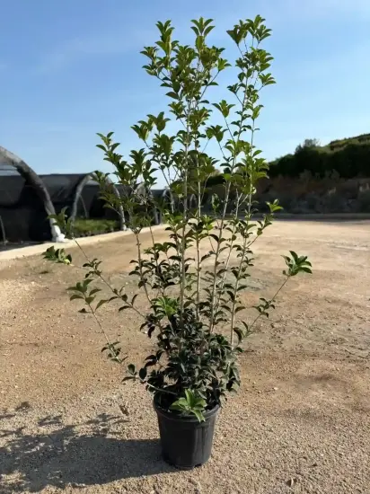 Osmanthe à feuilles de houx (Osmanthus aquifolium) — arbuste dressé en pot sur sol de pépinière · Pot 18L