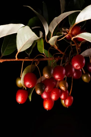 Kiwi 'Redumbo femelle'