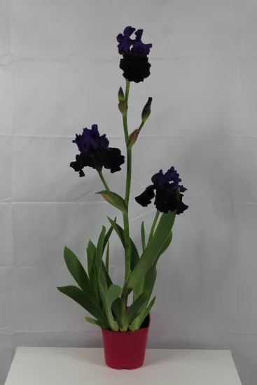 Iris d'allemagne 'Before the storm bleu' (Iris germanica) — Pot 2,5L, photo 4