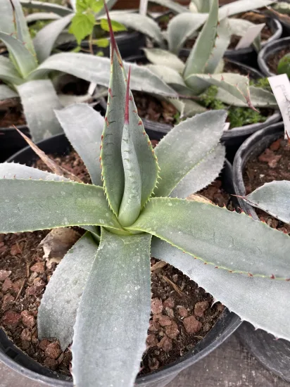 Agave de parry (Agave parryi) — Pot 2L