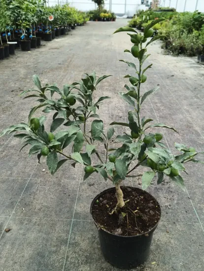 Kumquat — Pot 5L Touffe