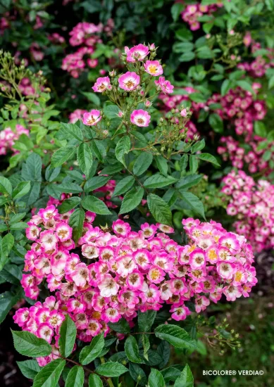 Rosier 'Bicolore vissegam'