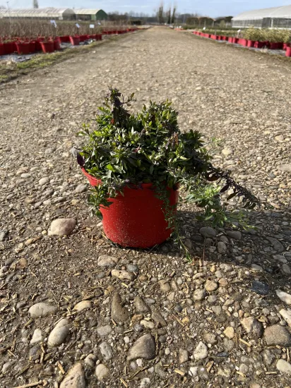 Erigeron 'Profusion' (Erigeron karvinskianus) — petit plant touffu en pot rouge sur gravier · Pot 4L