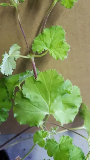 Géranium au parfum de pomme verte ' '