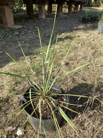 Yucca Rostrata — Pot 2L