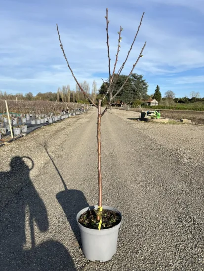 Prunier 'Quetsche alsace' — Pot 10L Gobelet